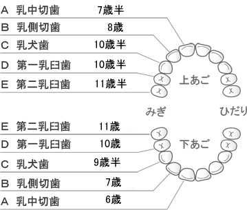 乳歯が抜ける時期